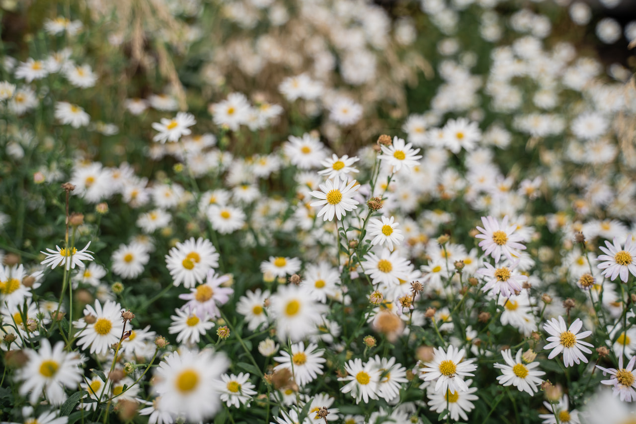 Astra ageratoides Starshine, Loukykvět