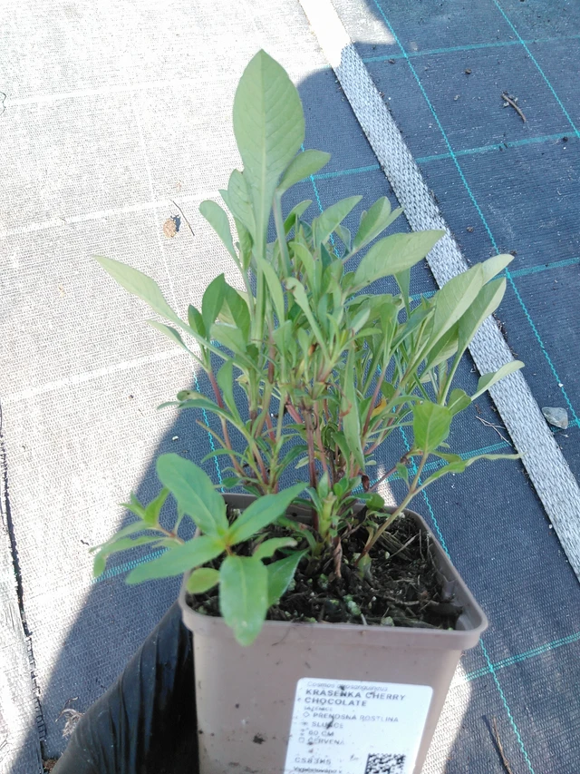 Cosmos Cherry Chocolate - 19. 8. 2025