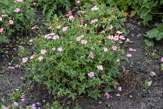 Kakost Wargrave Pink, Loukykvět