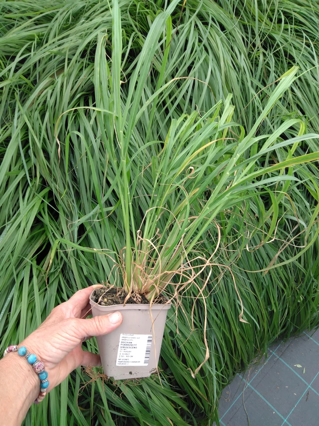 Dochan psárkovitý viridescens - 2024