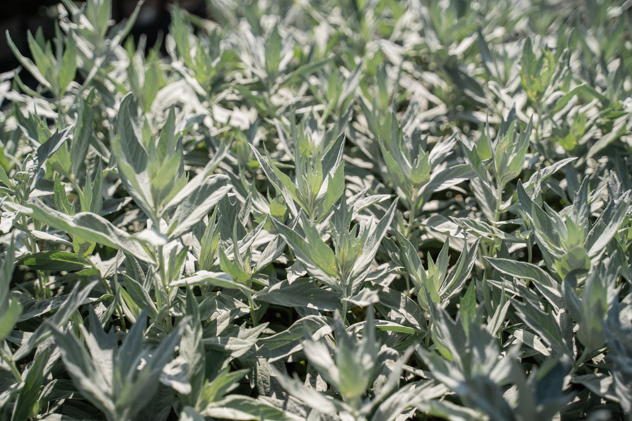 Pelyněk Ludvíkův Valerie Finnis, Loukykvět
