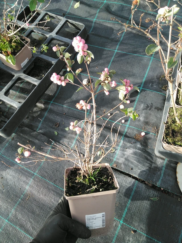 Snowberry Magical Temptation - 31. 10. 2025