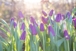 Tulipán San Luiz, Loukykvět