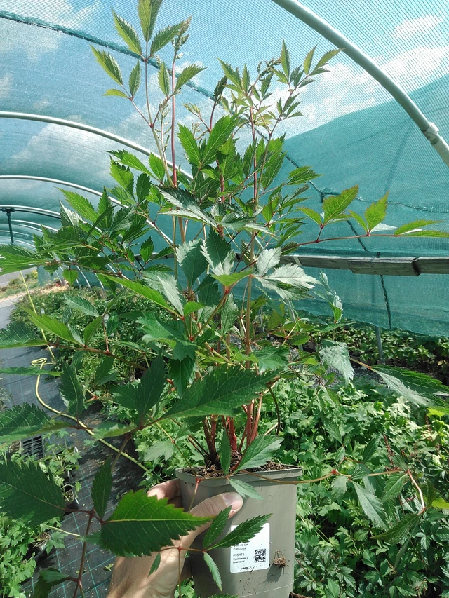 Astilbe Erika - 24. 6. 2025