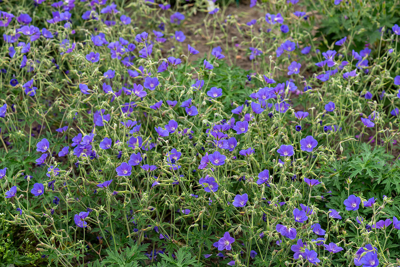 Kakost Brookside, Loukykvět