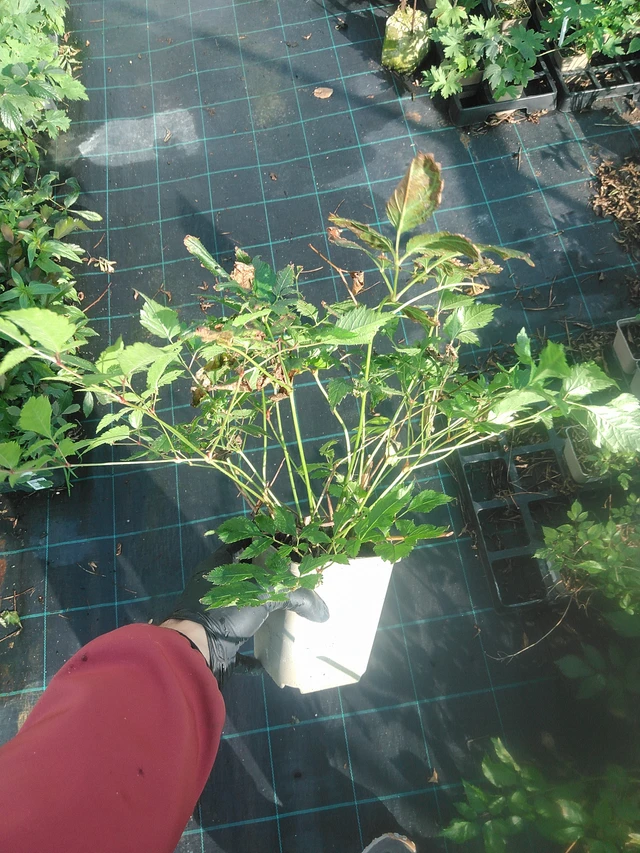 Astilbe Diamant - 13. 10. 2025