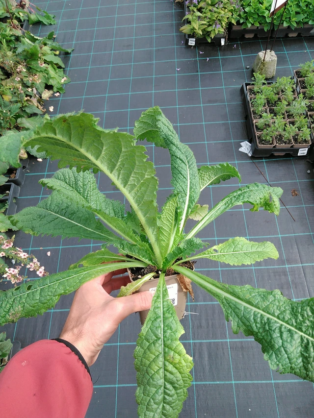 Štětka laločnatá - 28. 7. 2025