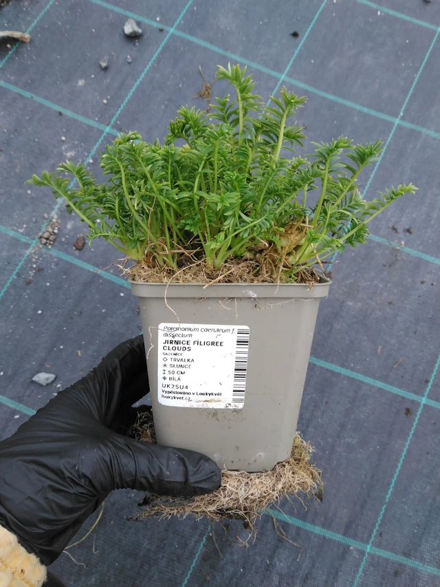 Csatavirág Filigree Clouds - 1. 4. 2026