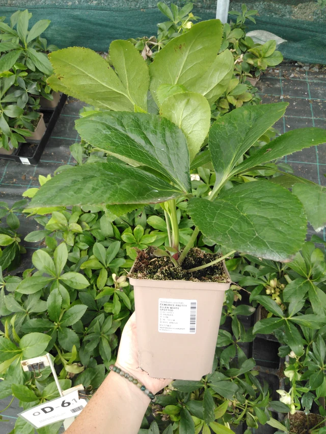 Hellebore Pretty Ellen White Spotted - 2024