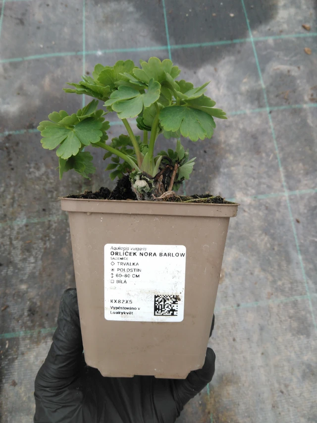 Orlik Nora Barlow - 1. 4. 2026