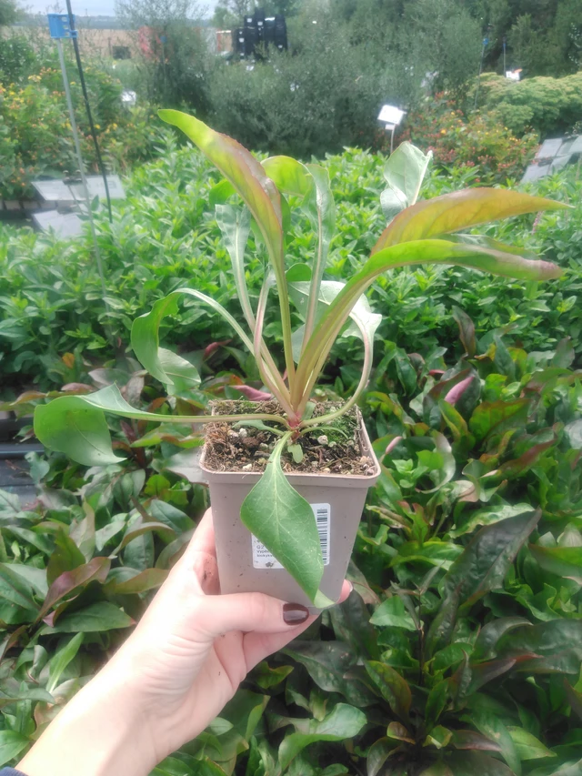 Penstemon Mystica - 2024