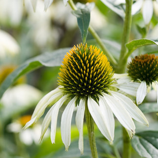 Echinacea PollyNation White, Loukykvět
