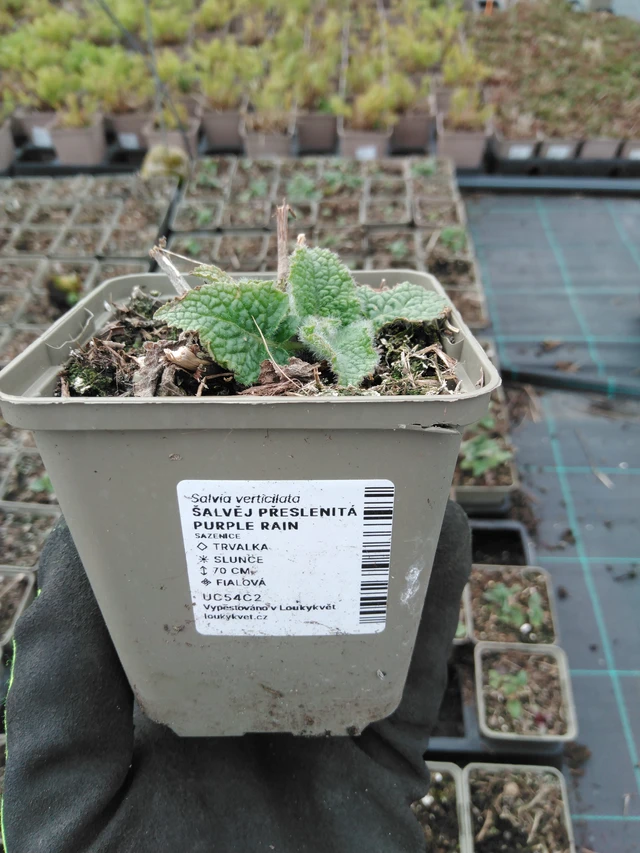 Pyökkisalvia Purple Rain - 8. 4. 2025