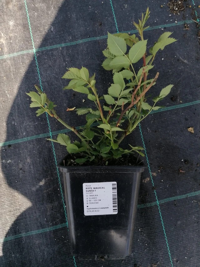 Rose Magical Sunset - 2024