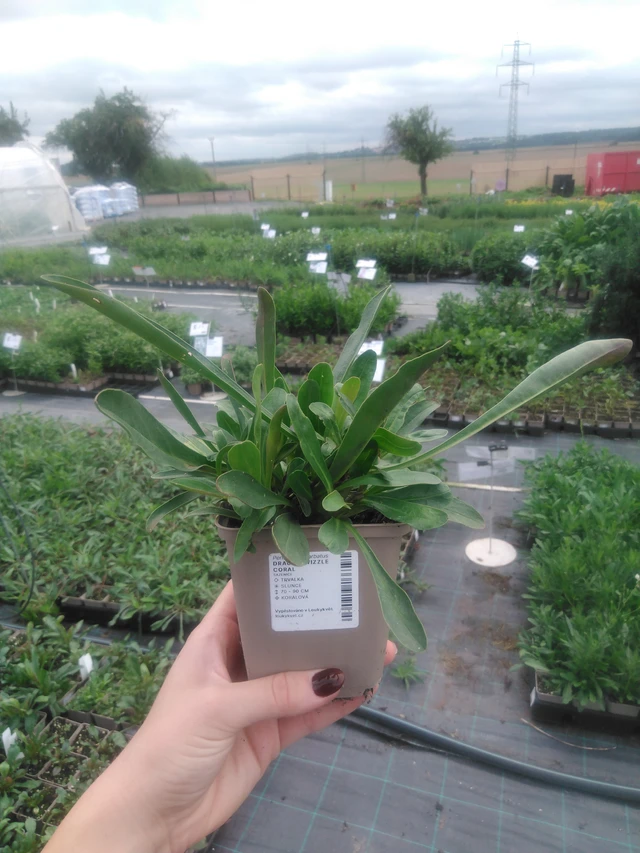 Flor de dragón Twizzle Coral - 2024