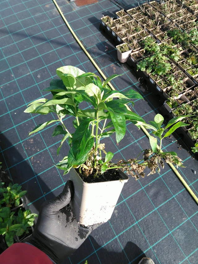 Flox Franz Schubert - 31. 10. 2025