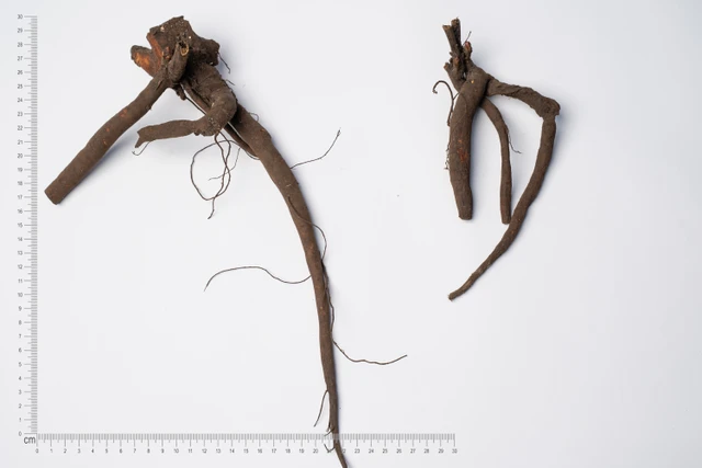 Pivoňka Raspberry Sundae - 2024