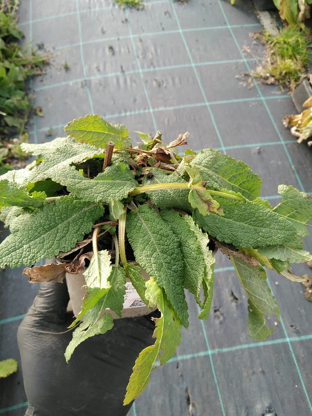 Šalvěj hajní Mainacht - 31. 10. 2025