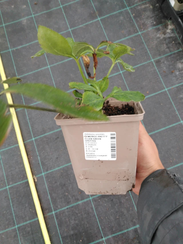 Eléboro Pretty Ellen Green Spotted - 10. 9. 2025