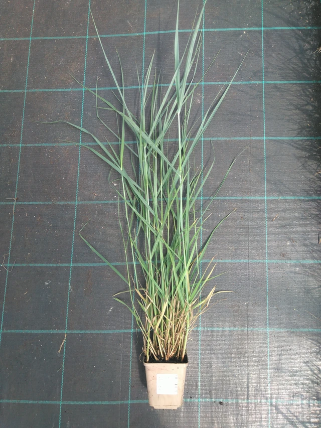 Proso prutnaté Prairie Sky - 10. 7. 2025