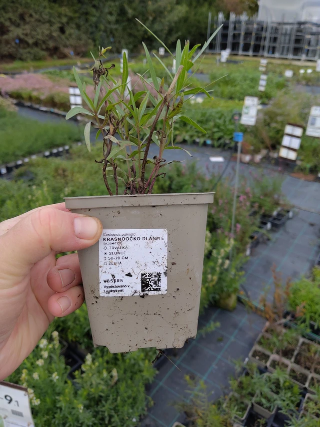 Coreopsis palmata - 9. 10. 2025