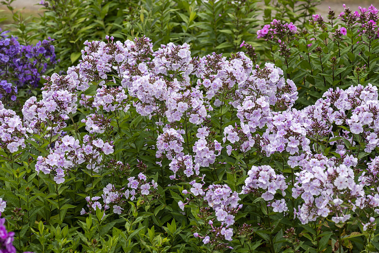 Flox Franz Schubert, Loukykvět