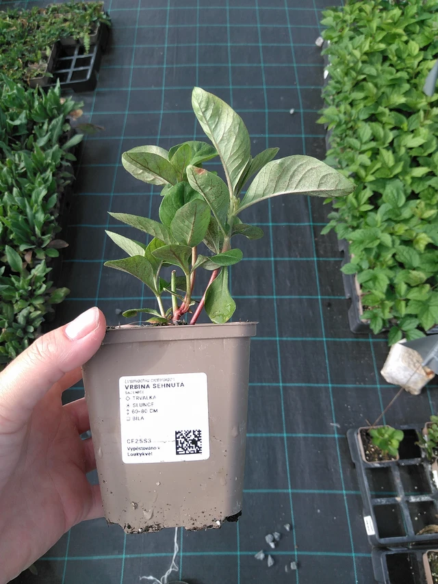 Lisimaquia curvada - 11. 7. 2025