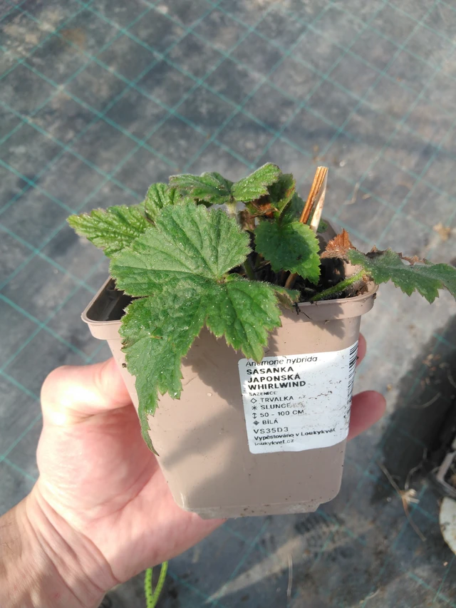 Sasanka japonská Whirlwind - 8. 4. 2025