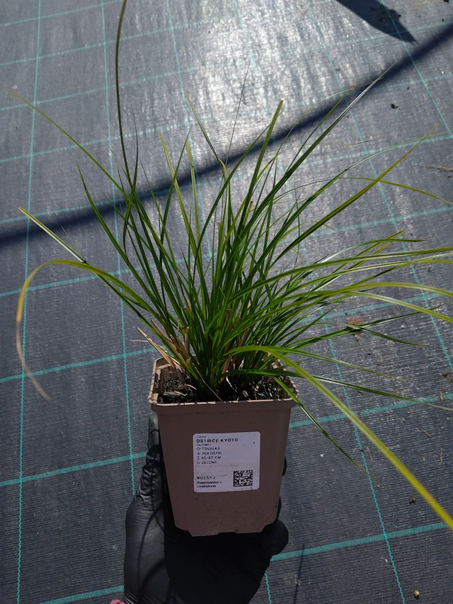 Sarakas Kyoto - 11. 9. 2025