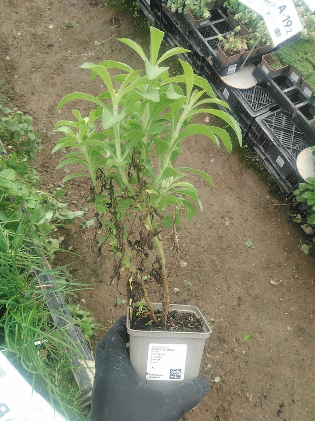 Stevia dulce - 10. 9. 2025