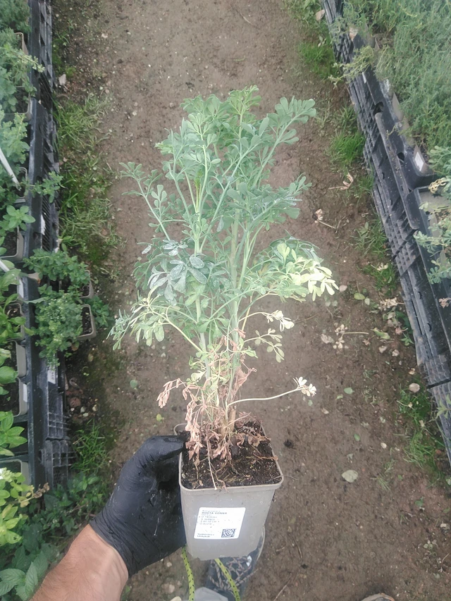 Routa vonná - 10. 9. 2025