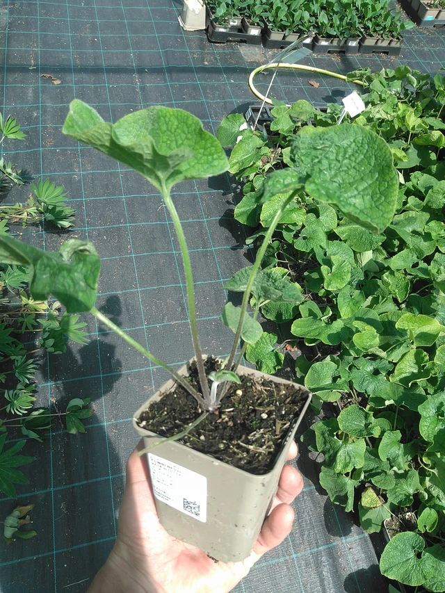 Nomeolvides de hojas grandes  - 24. 6. 2025