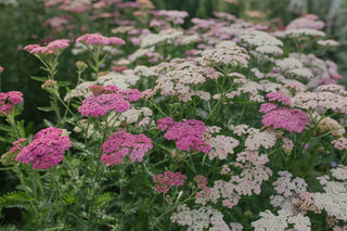 Řebříček Summer Pastels, Loukykvět