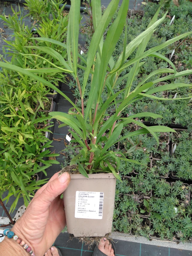 Kanadanpiisku Golden Glory - 2024