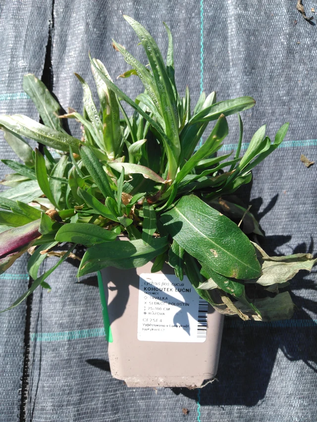 Ragged Robin luční - 3. 4. 2025