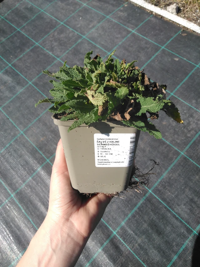 Šalvěj hajní Schneehügel - 3. 4. 2025