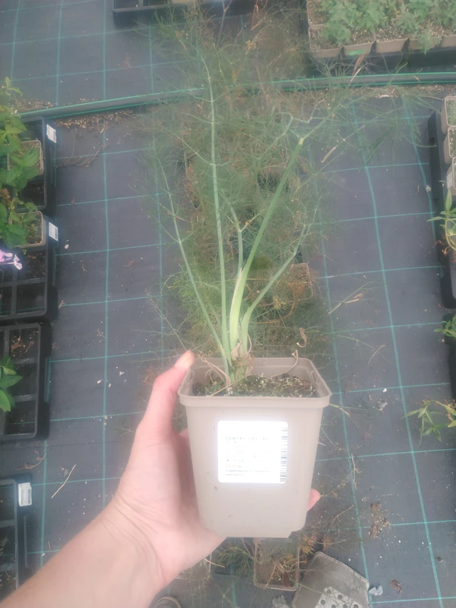 Common fennel - 2024