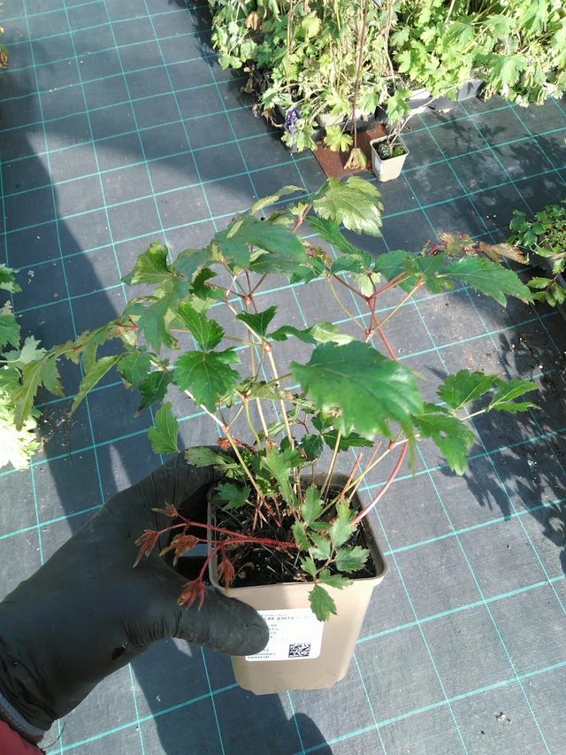 Astilbe Anita Pfeifer - 31. 10. 2025