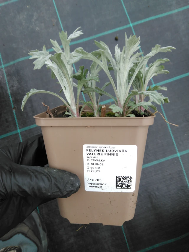 Pelyněk Ludvíkův Valerie Finnis - 1. 4. 2026