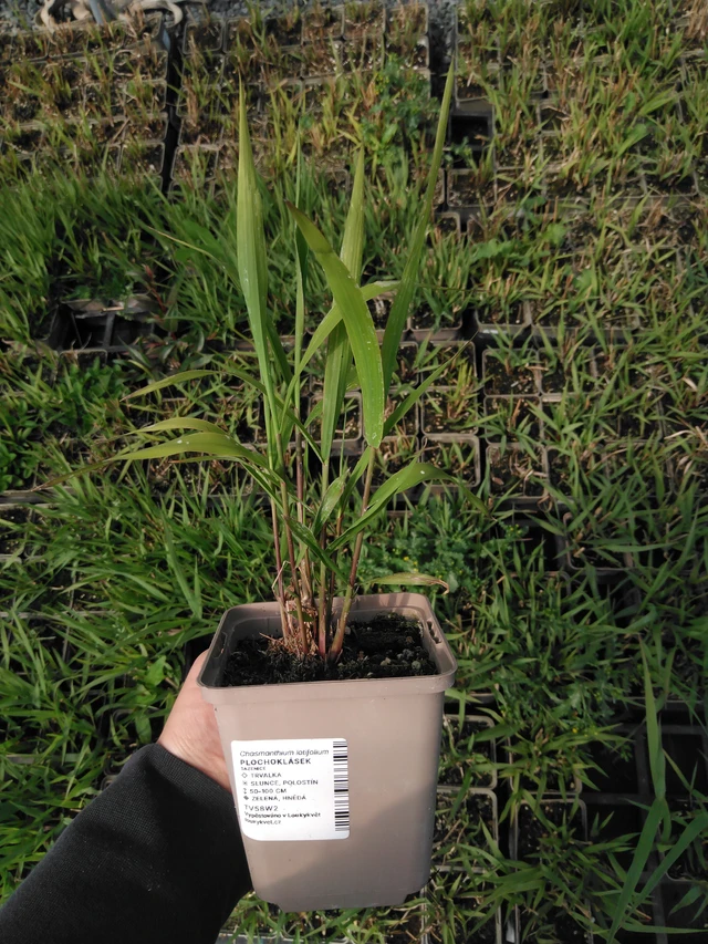 Plochoklásek - 13. 5. 2025