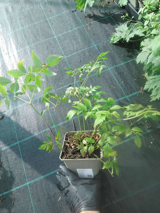 Astilbe Gloria Purpurea - 13. 10. 2025