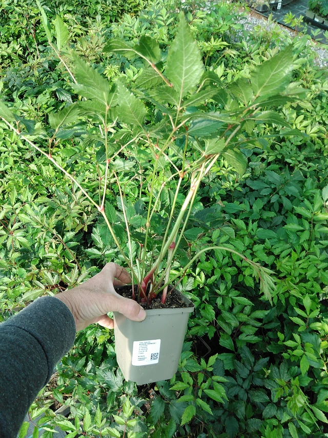 Astilbe Diamant - 9. 6. 2025