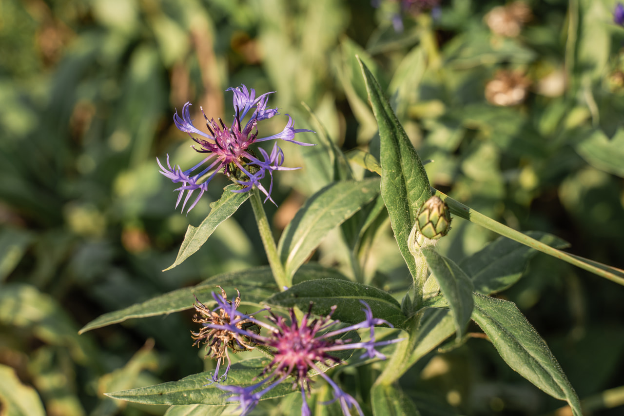 Hegyi búzavirág, Loukykvět