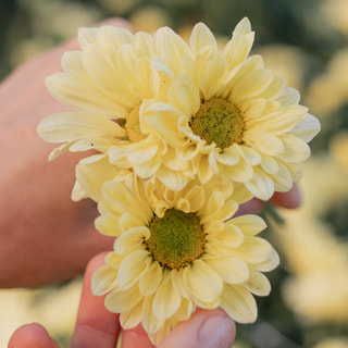 Chryzantéma Enbee Wedding Yellow, Loukykvět