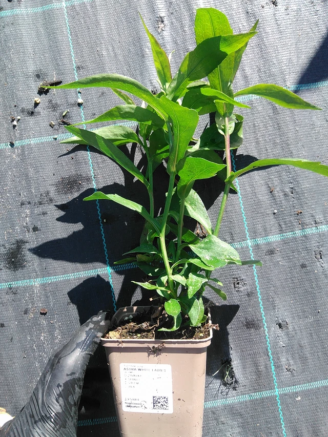 Astra White Ladies - 19. 8. 2025