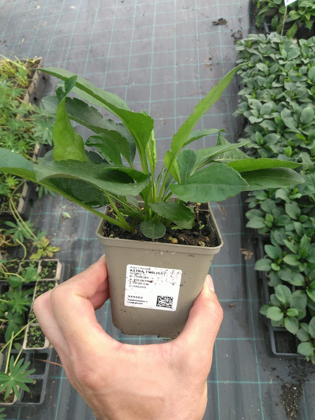 Astra Twilight - 25. 7. 2025