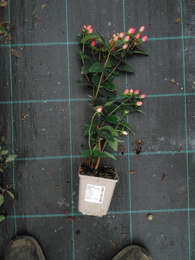 Hipérico Globo Ruby - 2024