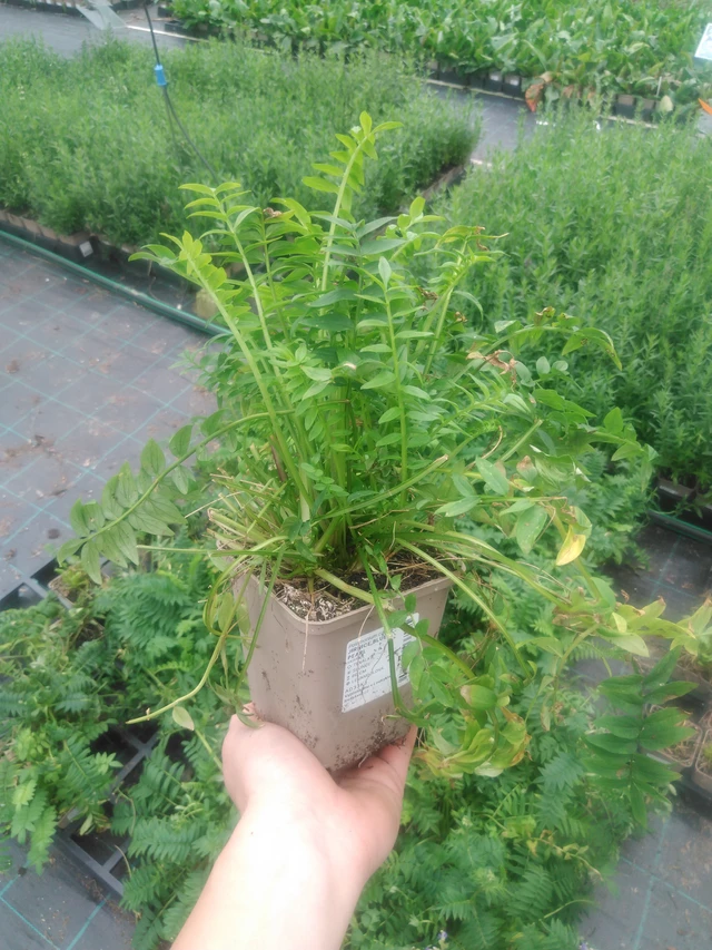 Jirnice Blue Pearl - 2024