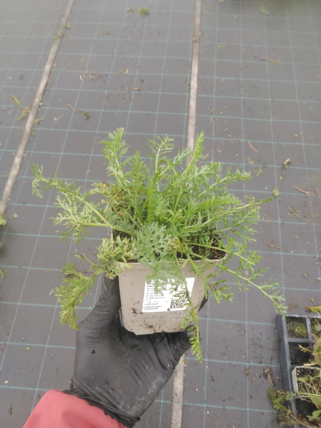 Řebříček Summer Pastels - 23. 10. 2025