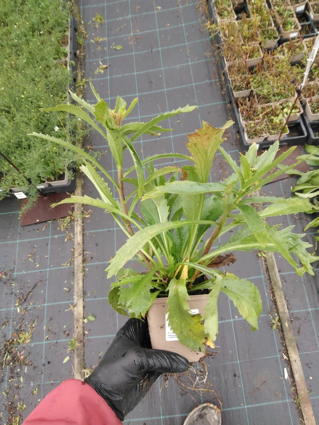 Kopretina Christine Hagemann - 23. 10. 2025